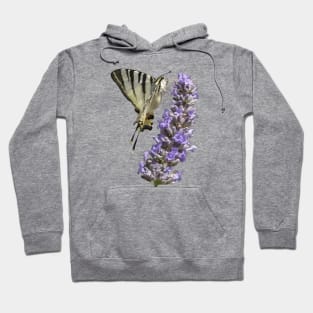 Side View Of Scarce Swallowtail Butterfly Feeding On Lilac Hoodie